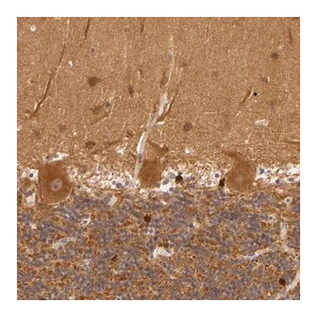 Merck Anti-PPP1R3F antibody produced in rabbit