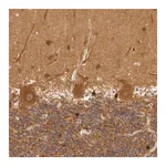 Merck Anti-PPP1R3F antibody produced in rabbit