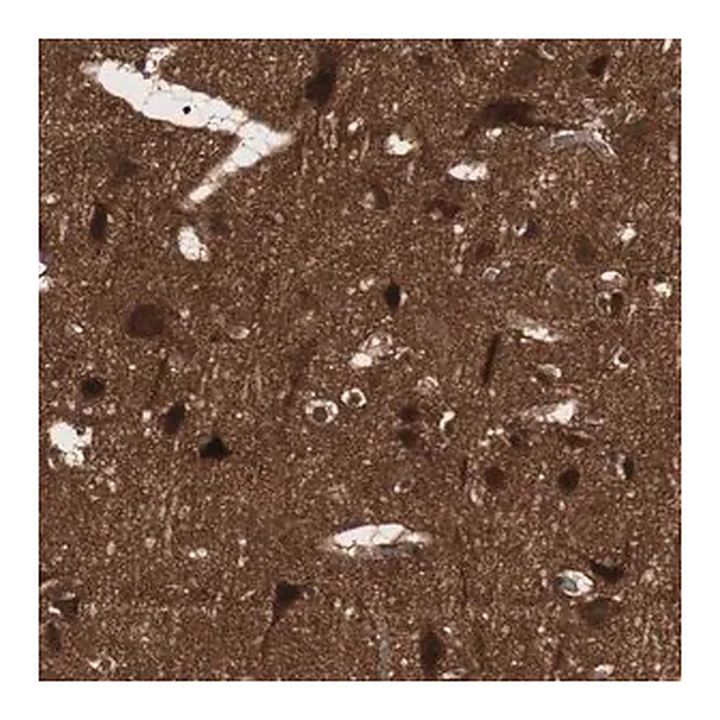 Merck Anti-PRKG2 antibody produced in rabbit