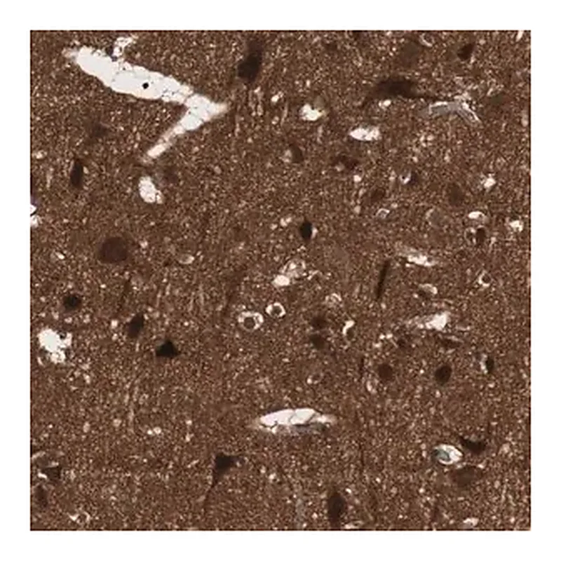 Merck Anti-PRKG2 antibody produced in rabbit