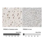 Merck Anti-PRDM2 antibody produced in rabbit