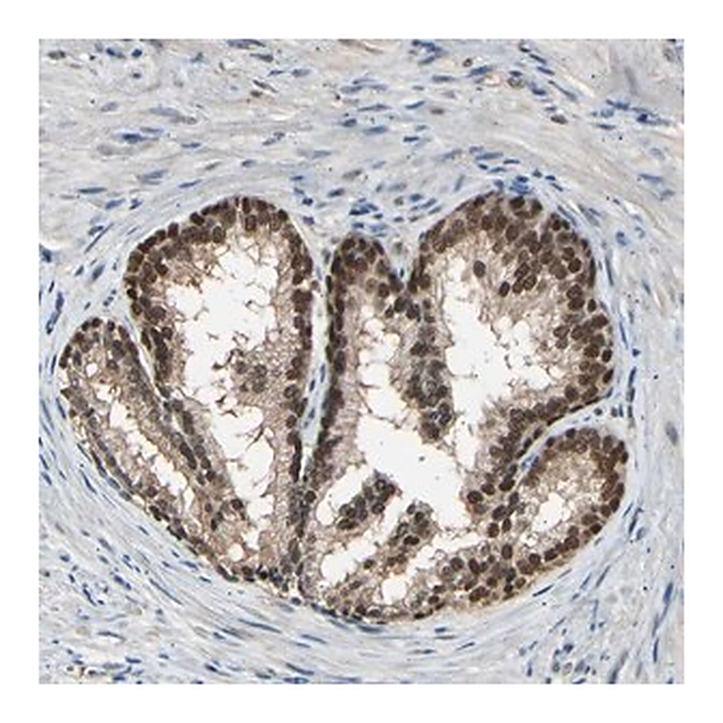 Merck Anti-PSMD5 antibody produced in rabbit