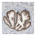 Merck Anti-PSMD5 antibody produced in rabbit