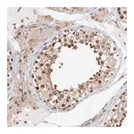 Merck Anti-PSMA6 antibody produced in rabbit