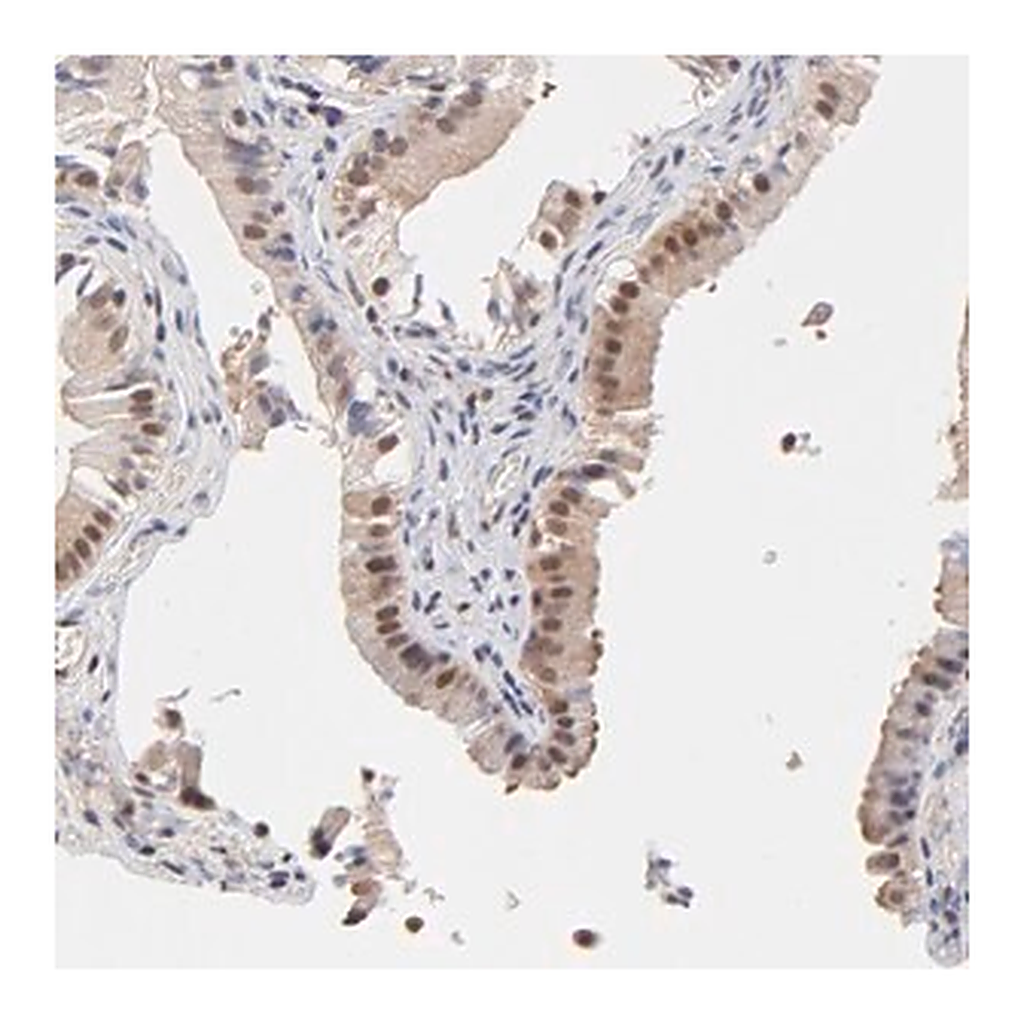 Merck Anti-PSMC4 antibody produced in rabbit