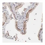 Merck Anti-PSMC4 antibody produced in rabbit