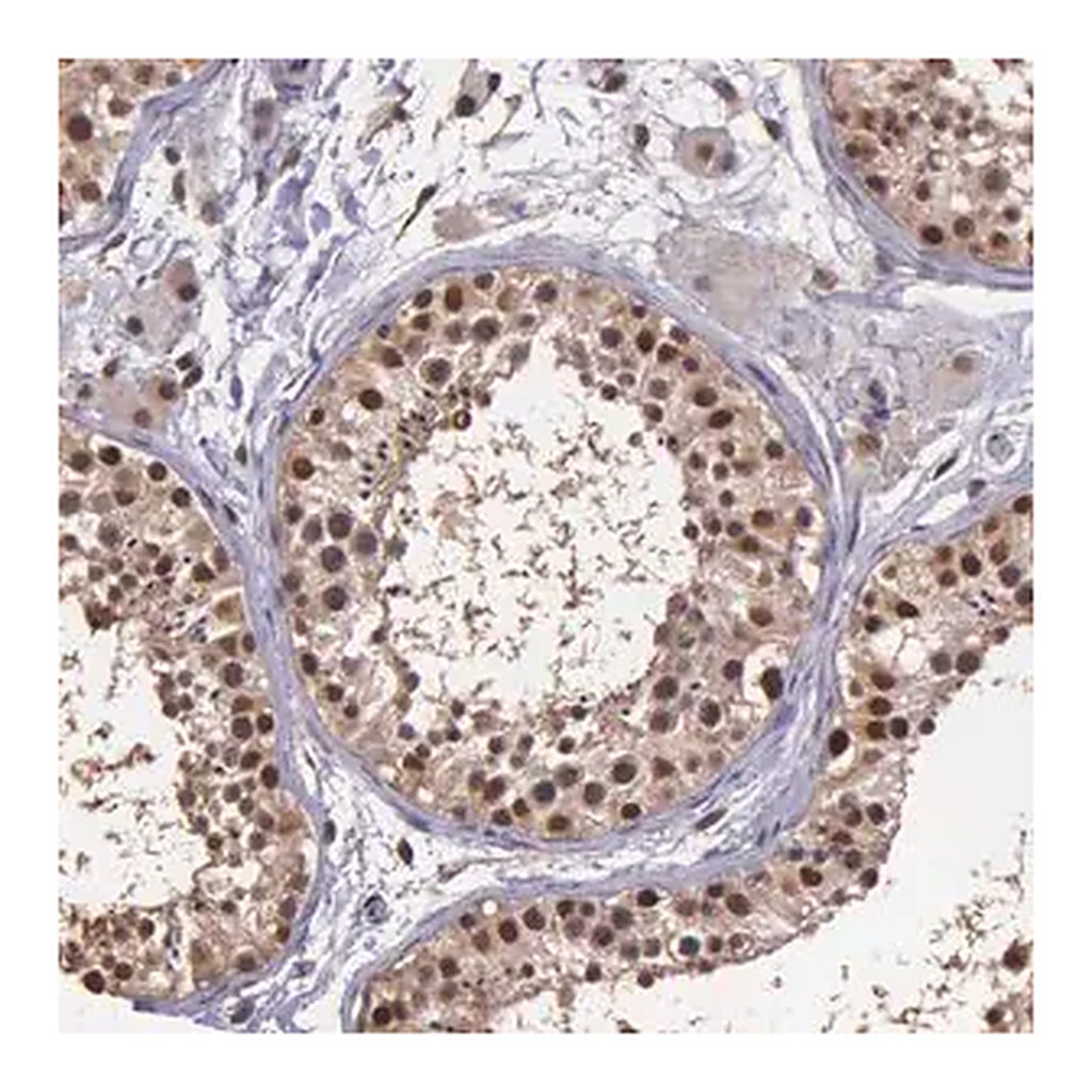 Merck Anti-PSMC1 antibody produced in rabbit