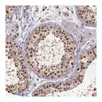 Merck Anti-PSMC1 antibody produced in rabbit