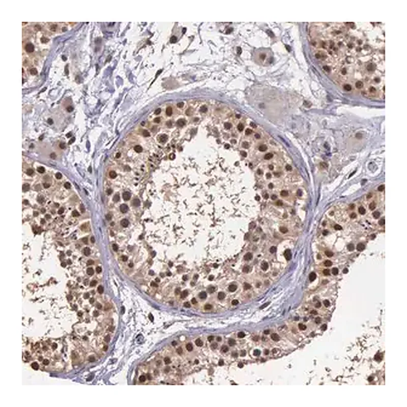 Merck Anti-PSMC1 antibody produced in rabbit