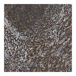 Merck Anti-PSME1 antibody produced in rabbit