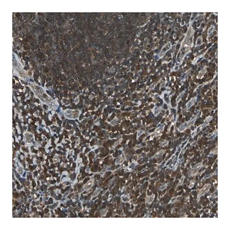 Merck Anti-PSME1 antibody produced in rabbit