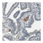 Merck Anti-PROC antibody produced in rabbit