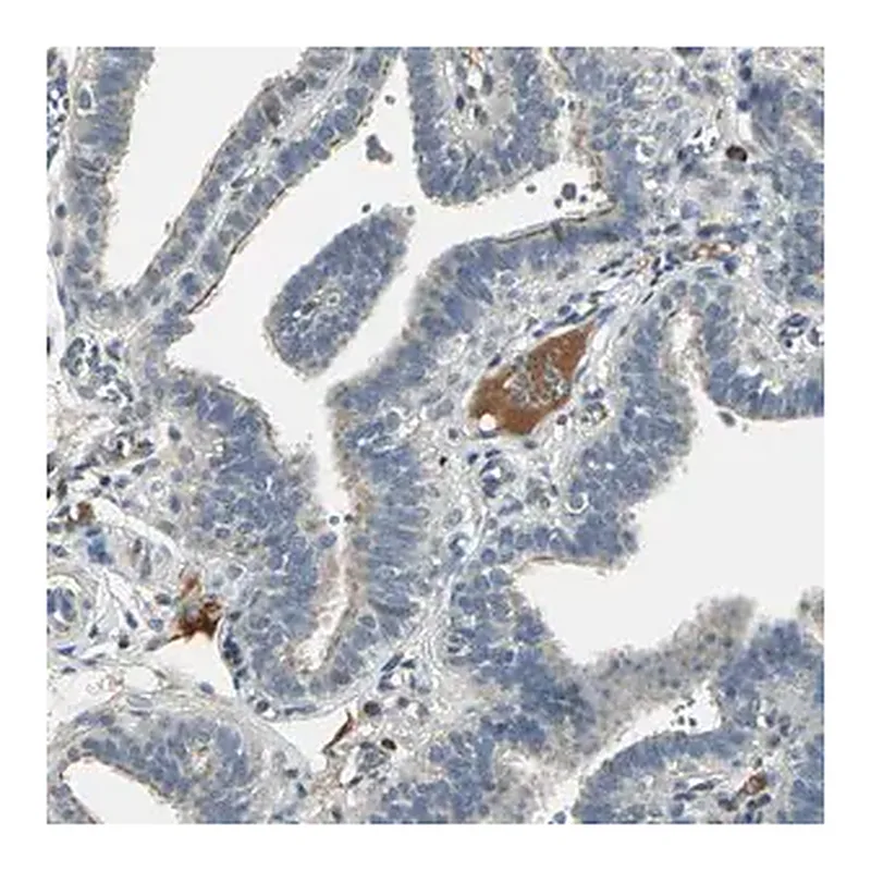 Merck Anti-PROC antibody produced in rabbit