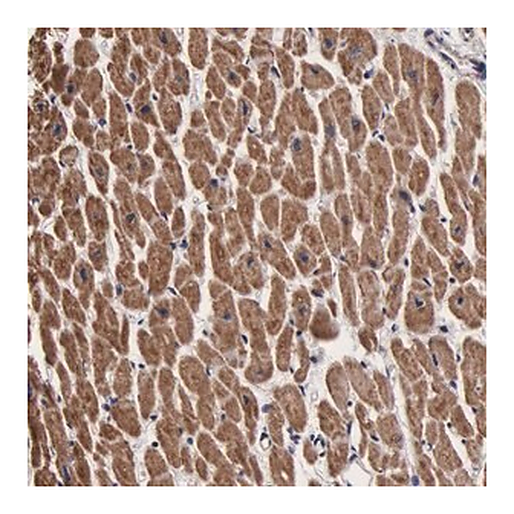 Merck Anti-PSMA3 antibody produced in rabbit