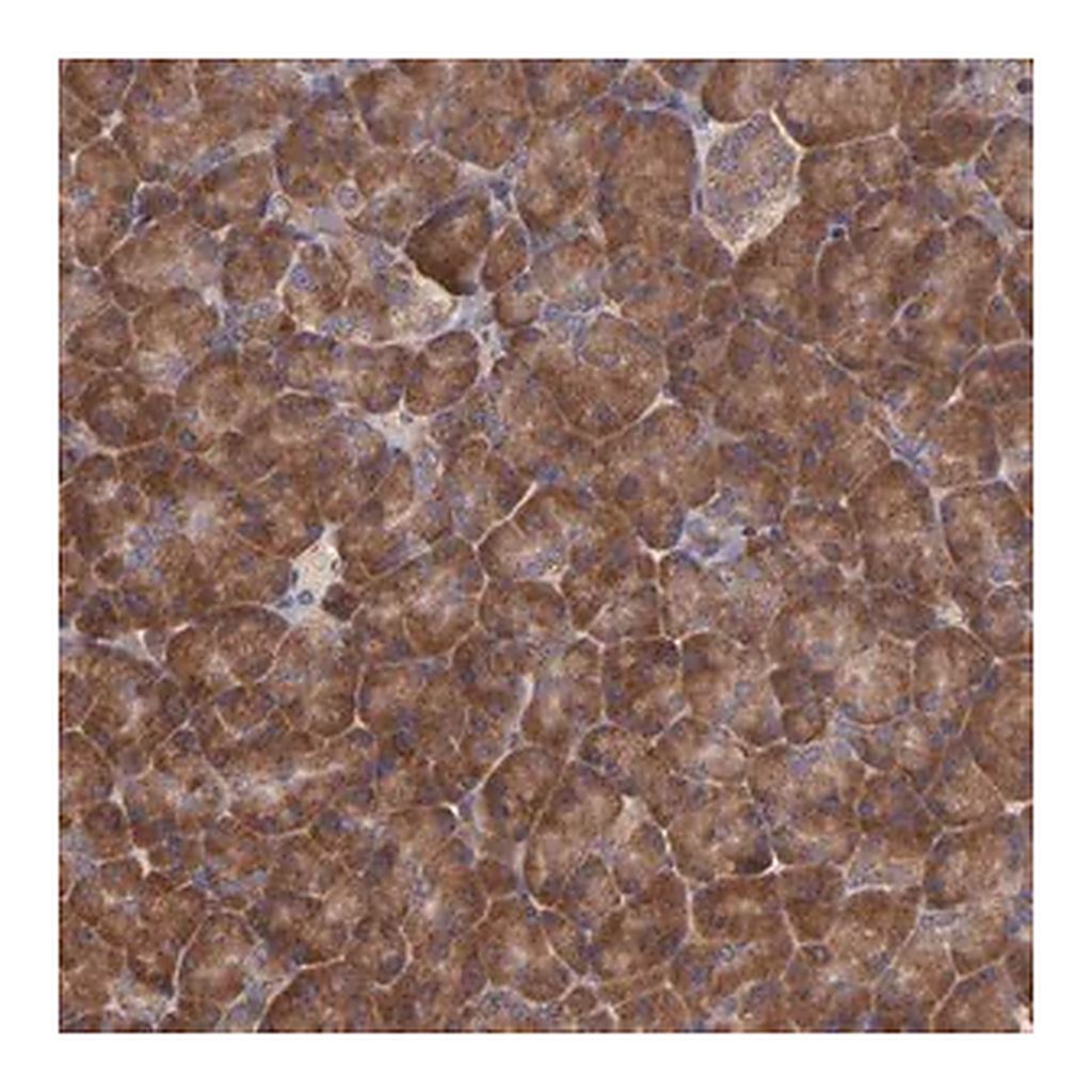 Merck Anti-EIF4ENIF1 antibody produced in rabbit