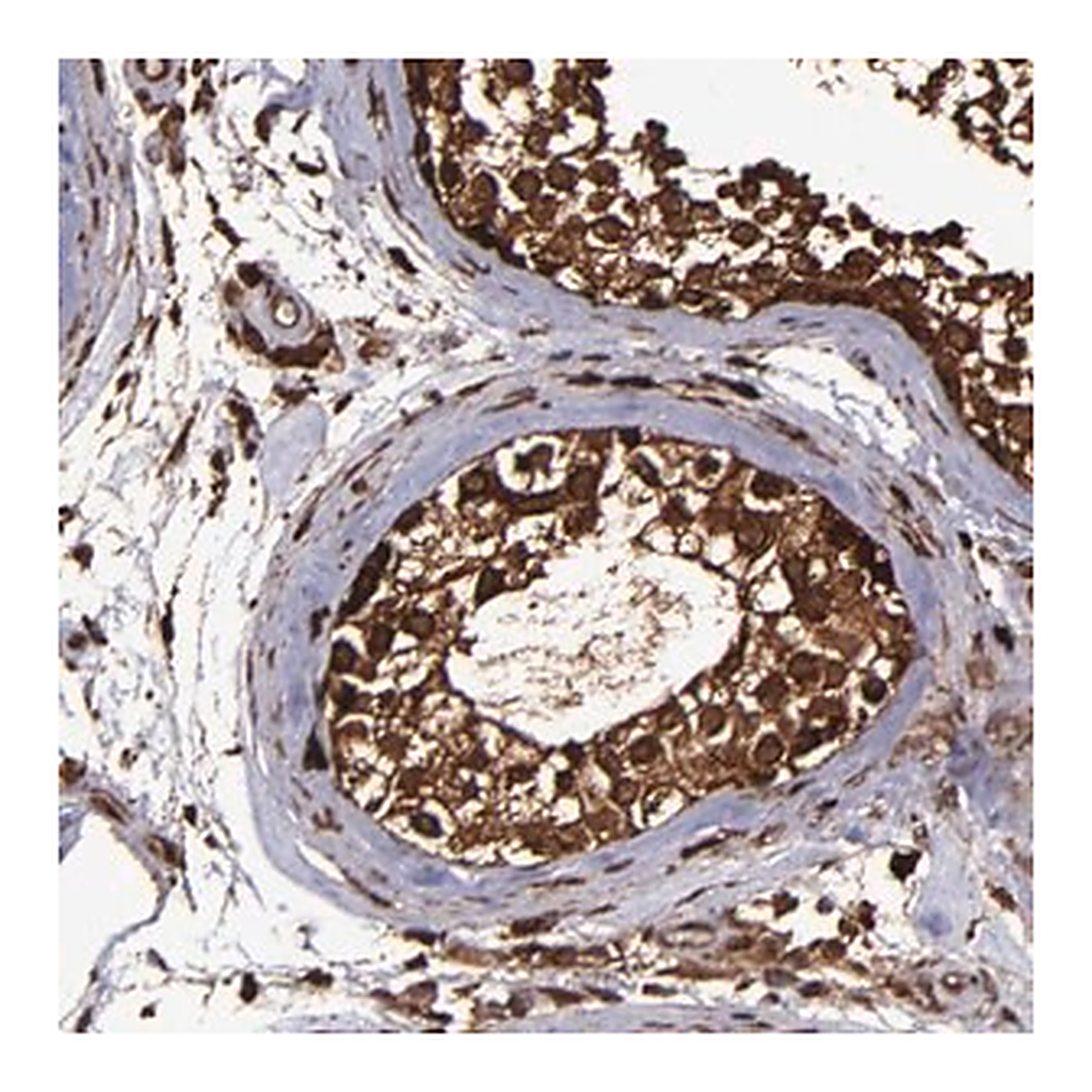 Merck Anti-EIF4ENIF1 antibody produced in rabbit