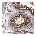 Merck Anti-EIF4ENIF1 antibody produced in rabbit