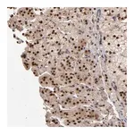 Merck Anti-EAPP antibody produced in rabbit