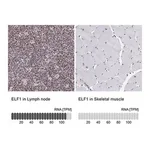 Merck Anti-ELF1 antibody produced in rabbit