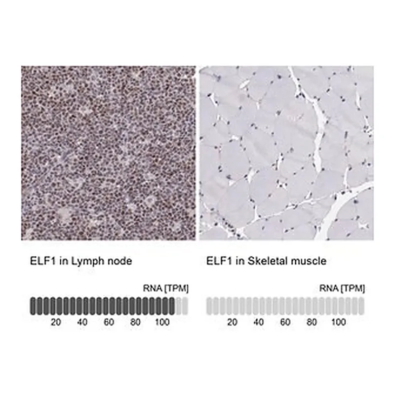 Merck Anti-ELF1 antibody produced in rabbit