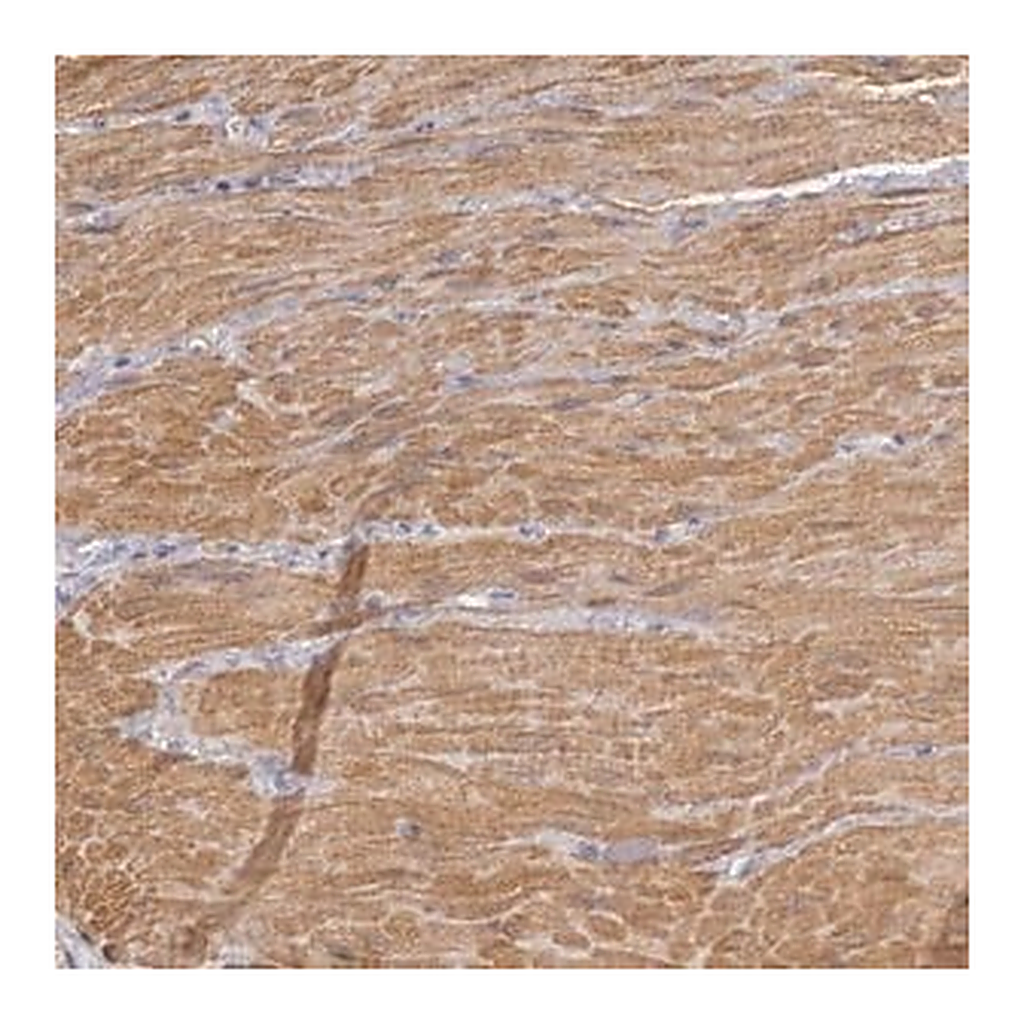 Merck Anti-ENOX2 antibody produced in rabbit