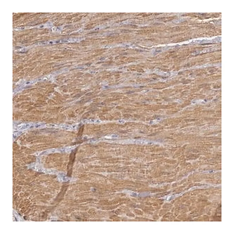 Merck Anti-ENOX2 antibody produced in rabbit