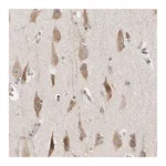 Merck Anti-EIF1AX antibody produced in rabbit