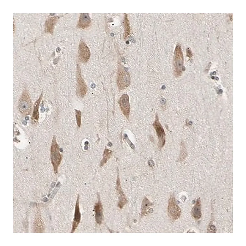 Merck Anti-EIF1AX antibody produced in rabbit