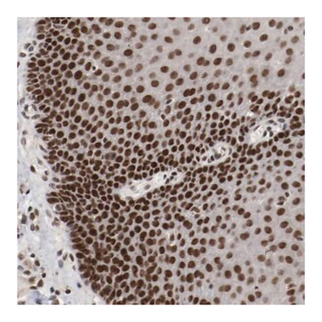 Merck Anti-ETV3 antibody produced in rabbit