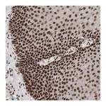 Merck Anti-ETV3 antibody produced in rabbit