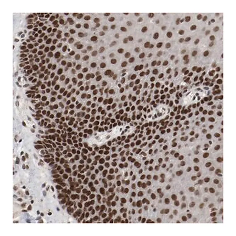 Merck Anti-ETV3 antibody produced in rabbit