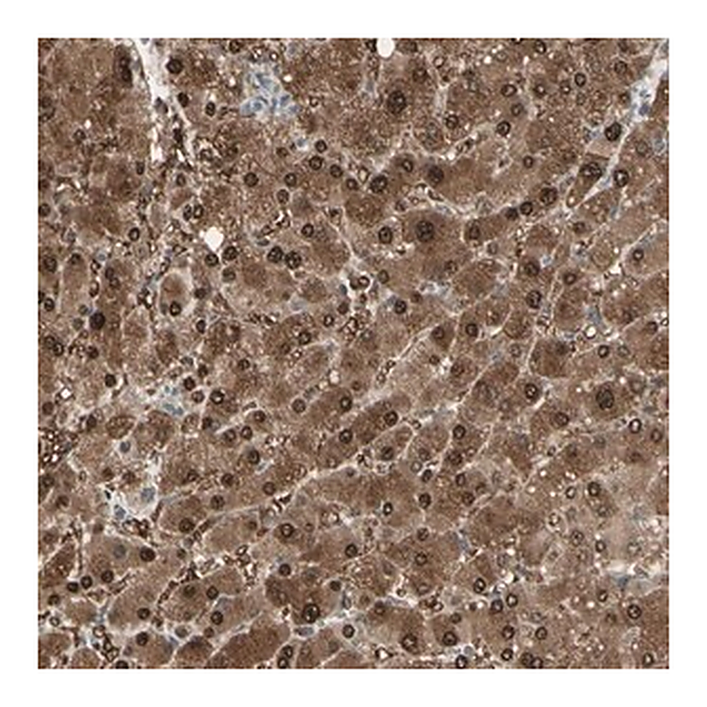 Merck Anti-EVC antibody produced in rabbit
