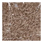 Merck Anti-EVC antibody produced in rabbit
