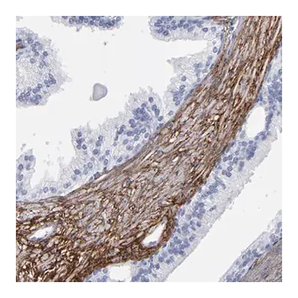 Merck Anti-EMILIN1 antibody produced in rabbit
