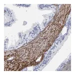Merck Anti-EMILIN1 antibody produced in rabbit