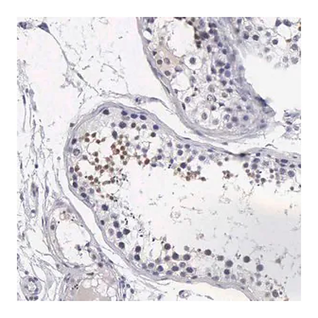 Merck Anti-FAM47A antibody produced in rabbit