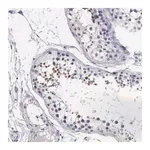 Merck Anti-FAM47A antibody produced in rabbit