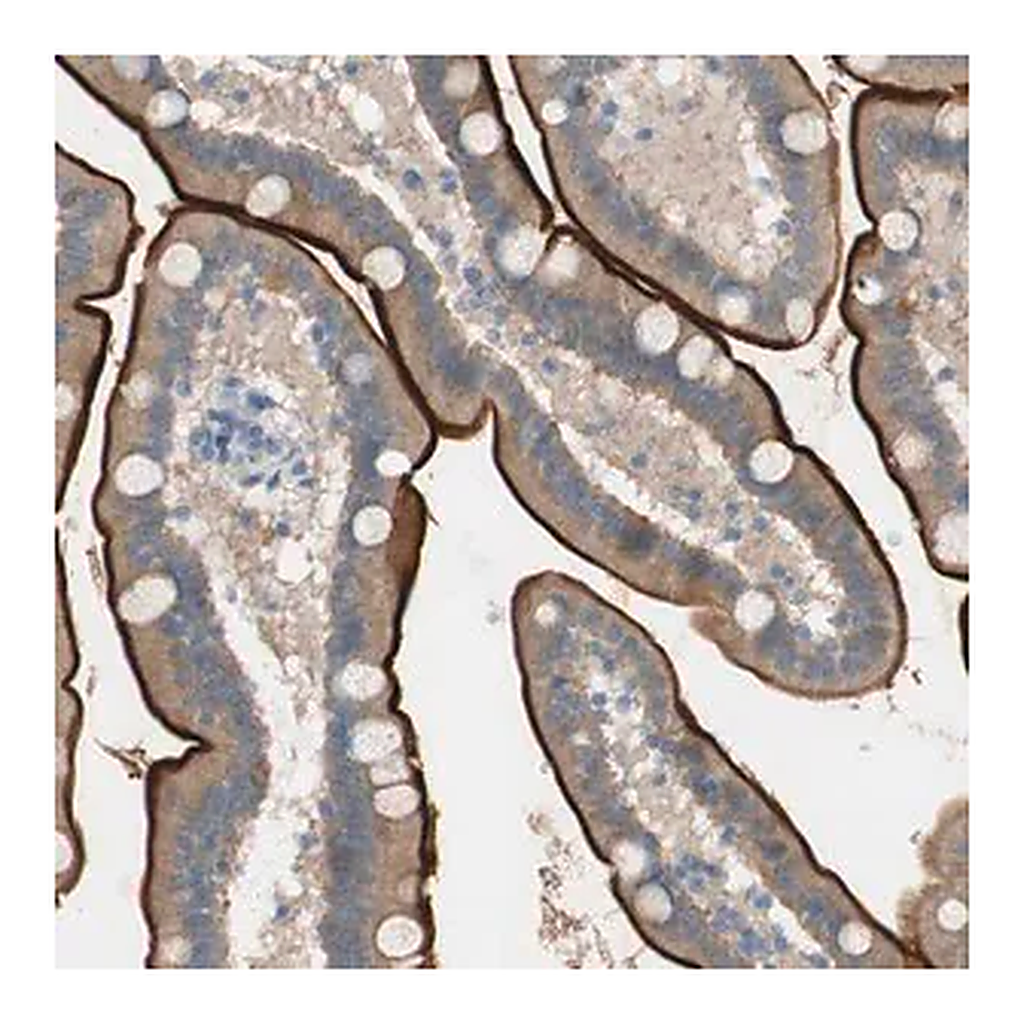 Merck Anti-PRRG4 antibody produced in rabbit