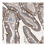 Merck Anti-PRRG4 antibody produced in rabbit