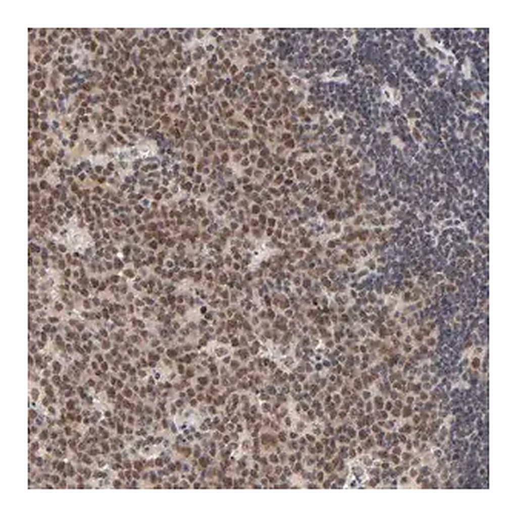 Merck Anti-EP300 antibody produced in rabbit