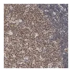 Merck Anti-EP300 antibody produced in rabbit