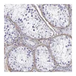 Merck Anti-FBLN5 antibody produced in rabbit