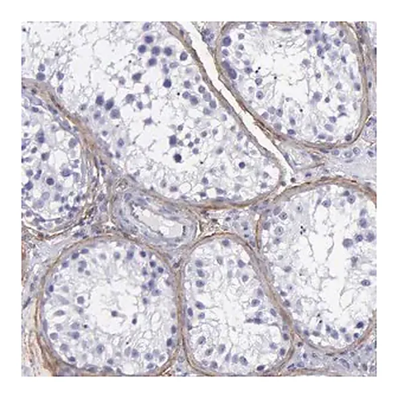 Merck Anti-FBLN5 antibody produced in rabbit