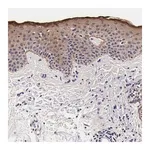 Merck Anti-FAM109B antibody produced in rabbit