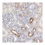 Merck Anti-F13B antibody produced in rabbit