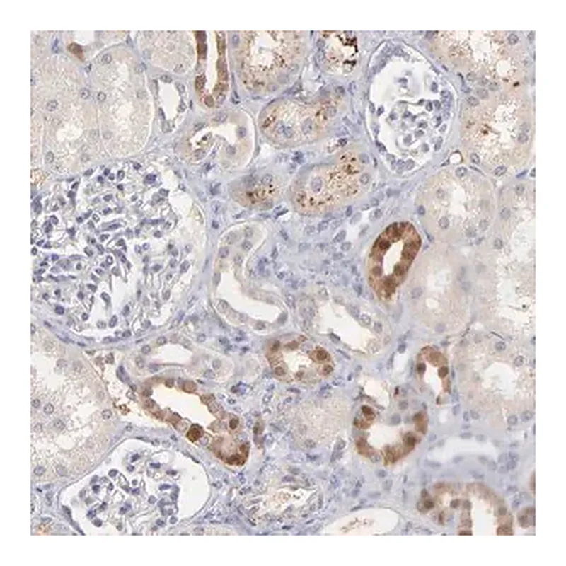 Merck Anti-F13B antibody produced in rabbit