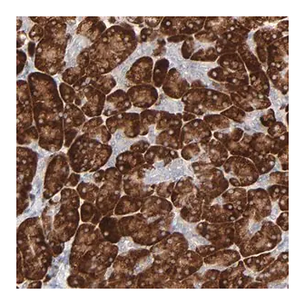 Merck Anti-FANCB antibody produced in rabbit