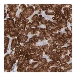 Merck Anti-FANCB antibody produced in rabbit