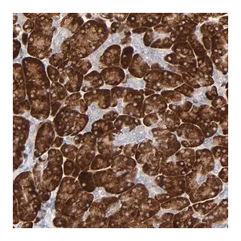 Merck Anti-FANCB antibody produced in rabbit