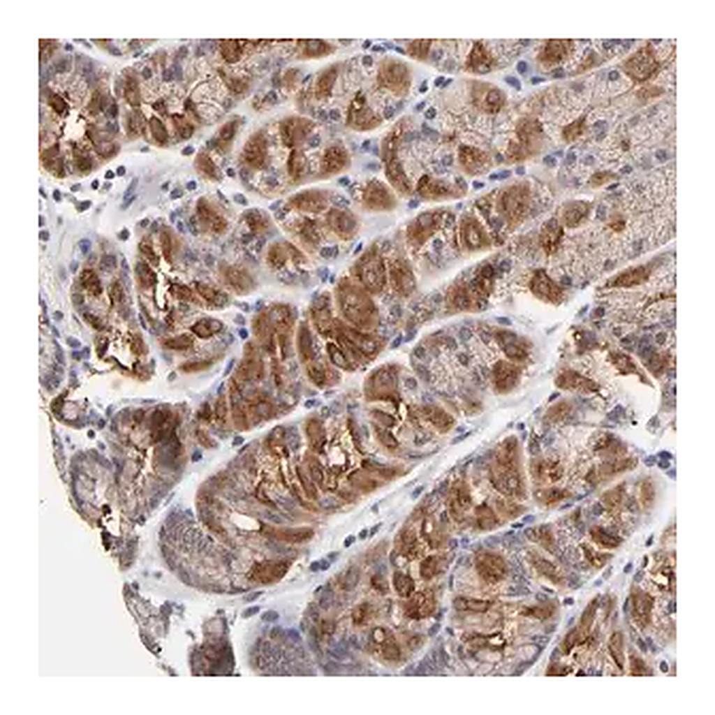 Merck Anti-FBXO8 antibody produced in rabbit